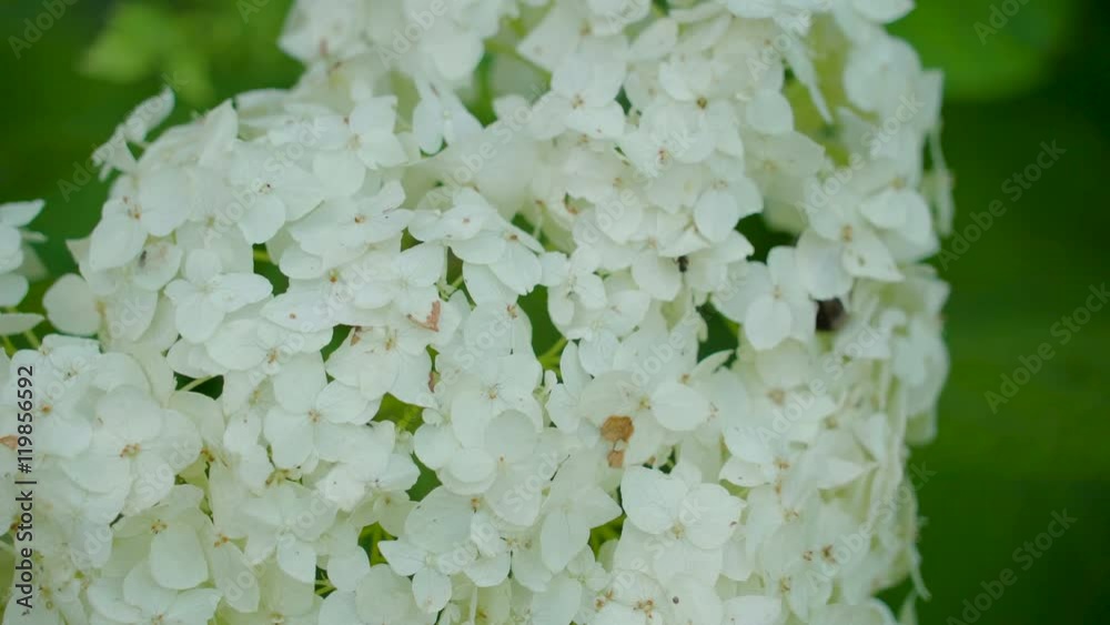 Bundle of white Hydrangeaceae flower in buds found in the garden outside the lawn Bundle of white Hydrangeaceae flower in buds found in the garden outside the lawn