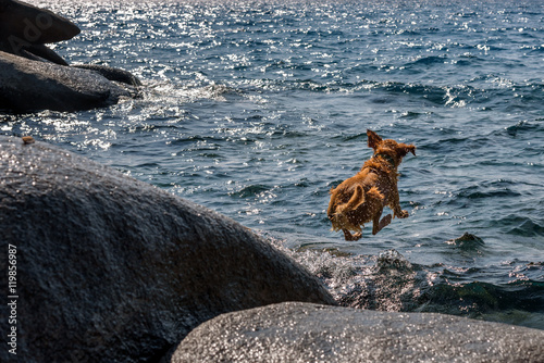 Golden retriever jumping into a lake after a stick
 photo