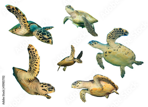 Turtle. Sea Turtles isolated. Hawksbill and Green Turtles on white background