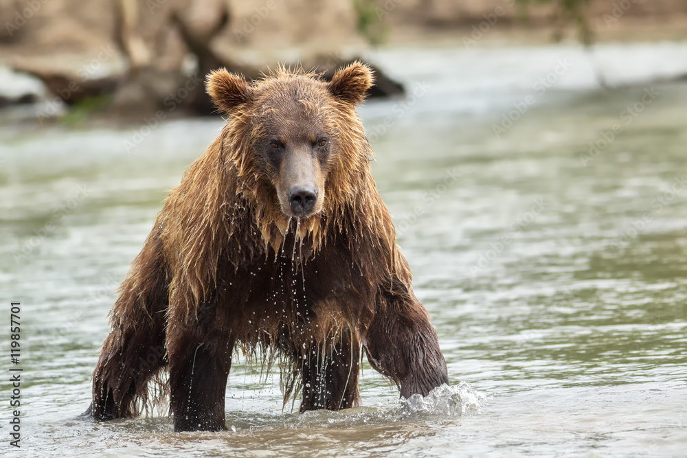 Brown bear in search of prey. Kurile Lake. Brown bear in search of prey. Kurile Lake.