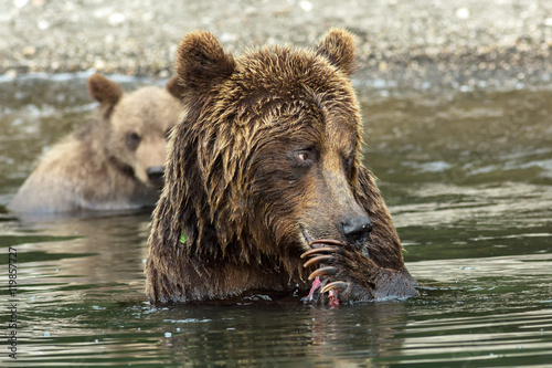 Brown bear does not want to share caught salmon with her cubs. Kurile Lake.