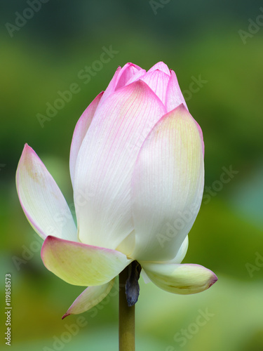 Pink nelumbo nucifera flower closeup  also known as the sacred or Indian lotus