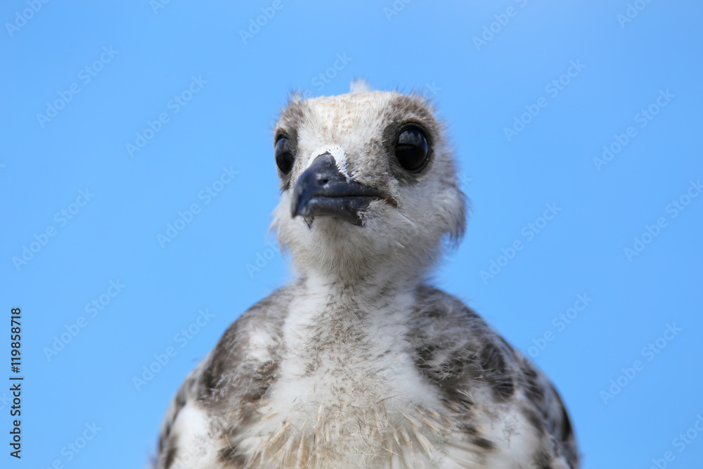 Baby Swallow-tailed Gull on Genovesa island in Galapagos Nationa Baby Swallow-tailed Gull on Genovesa island in Galapagos Nationa