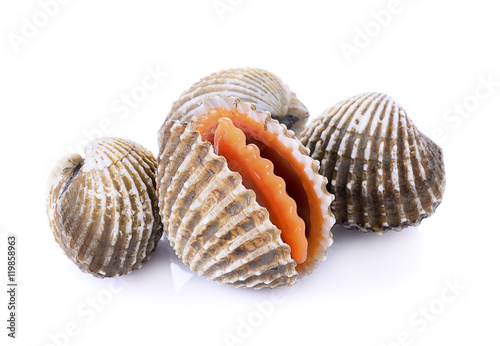 fresh cockles seafood on white background