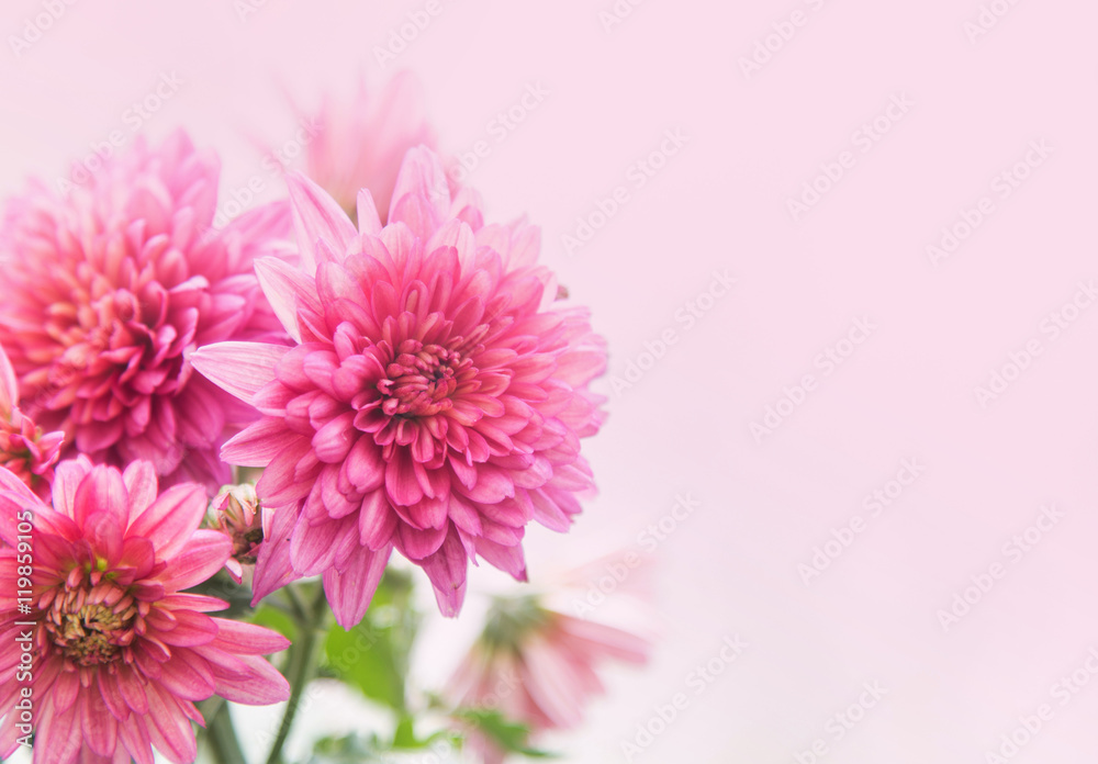 Beautiful pink chrysanthemum flower Beautiful pink chrysanthemum flower