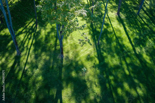 Shadows of tree branches  lie over the green lawn