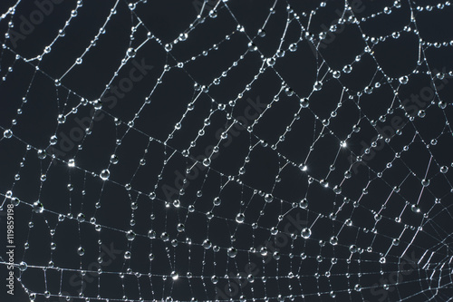 Cobweb and morning dew. Shining water drops on spiderweb, gray background