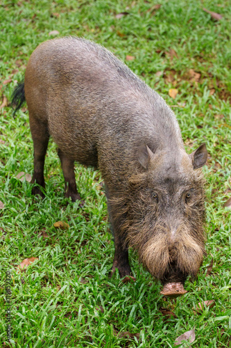 Bornean bearded pig in Bako National Park, Borneo, Malaysia