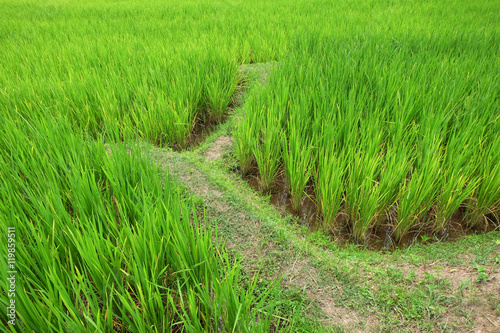 Beautiful rice field in thailand 