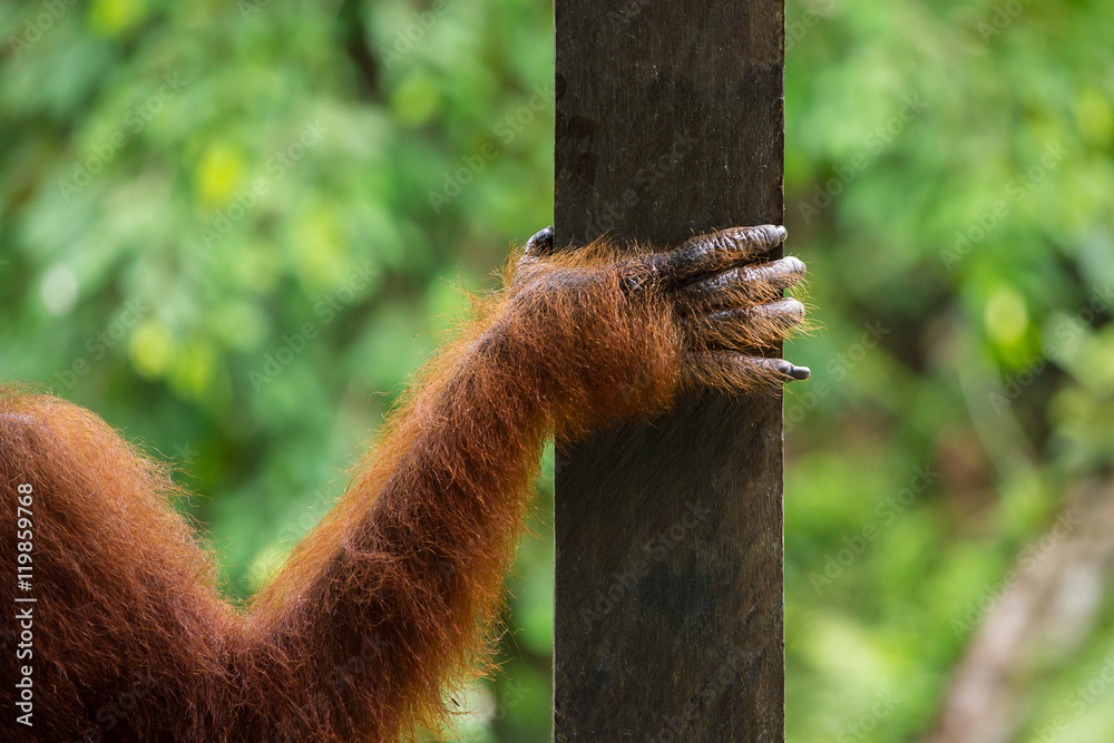 Naklejka premium Hand of female orangutan close-up in Semenggoh Nature Reserve, Sarawak, Borneo, Malaysia
