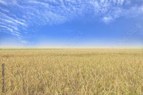 Blue sky and a rice filed