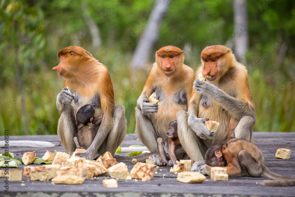 Fototapeta premium Group of female Proboscis Monkeys (Nasalis larvatus) endemic of Borneo sitting on the feeding platform in Sarawak.