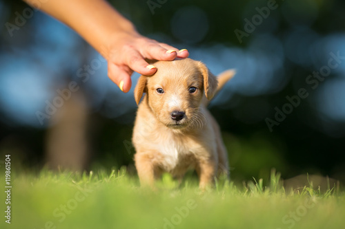 Girl petting little yellow puppy
