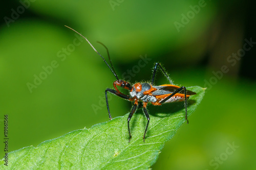 Assassin Bug , Reduviidae,bugs. © ownza