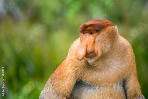 Proboscis Monkey (Nasalis larvatus) endemic of Borneo.  Male portrait with a huge nose. photo