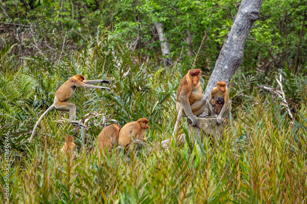 Φωτογραφία Group of Proboscis Monkeys (Nasalis larvatus) endemic of Borneo in the forest