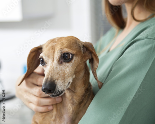 Dachshund Held By Nurse In Veterinary