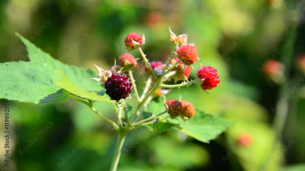 blackberries on branch. Summer sunny day