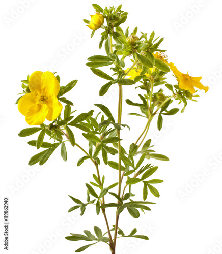 Shrubby Cinquefoil blooming, isolated on white background (Potentilla)