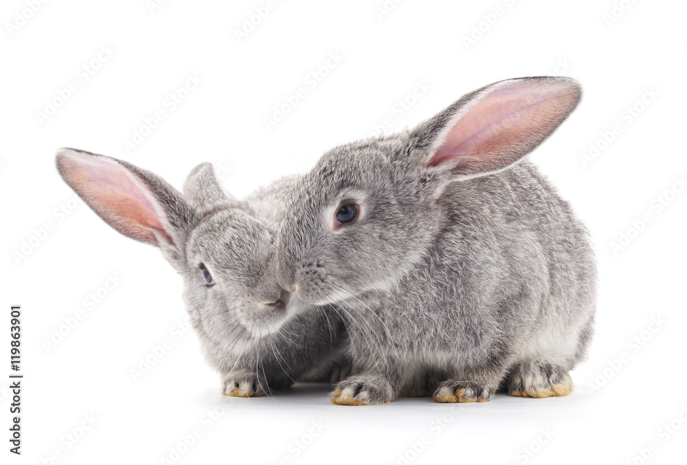 Obraz premium Baby rabbits.