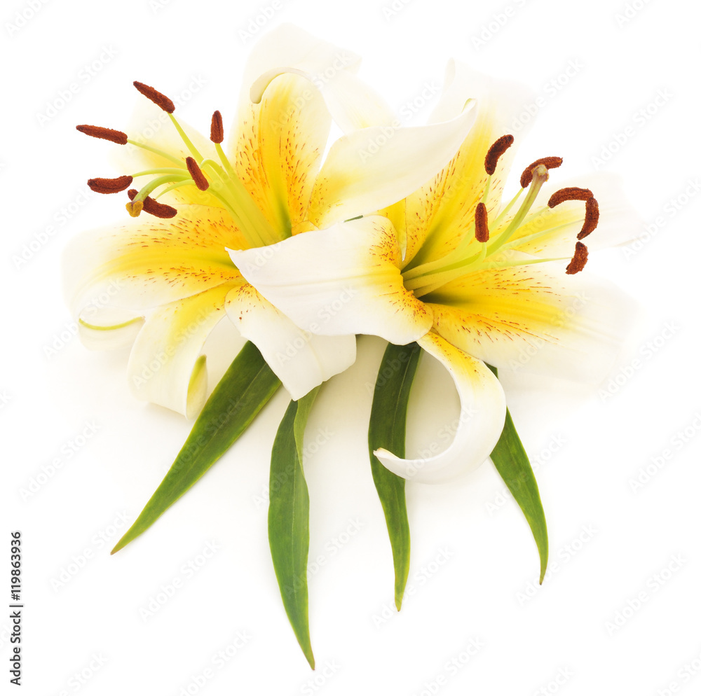 Obraz premium Two white lilies.