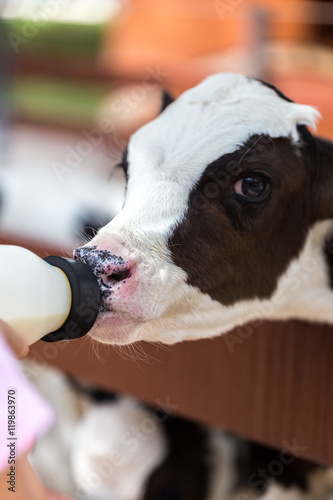 Feeding Young Cow with Milk Bottle