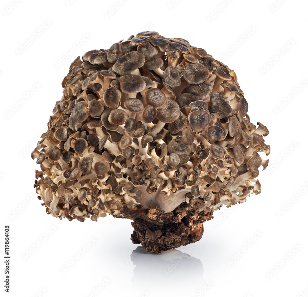 Grifola frondosa, Sheep's Head mushroom (maitake mushroom) isola Grifola frondosa, Sheep's Head mushroom (maitake mushroom) isola
