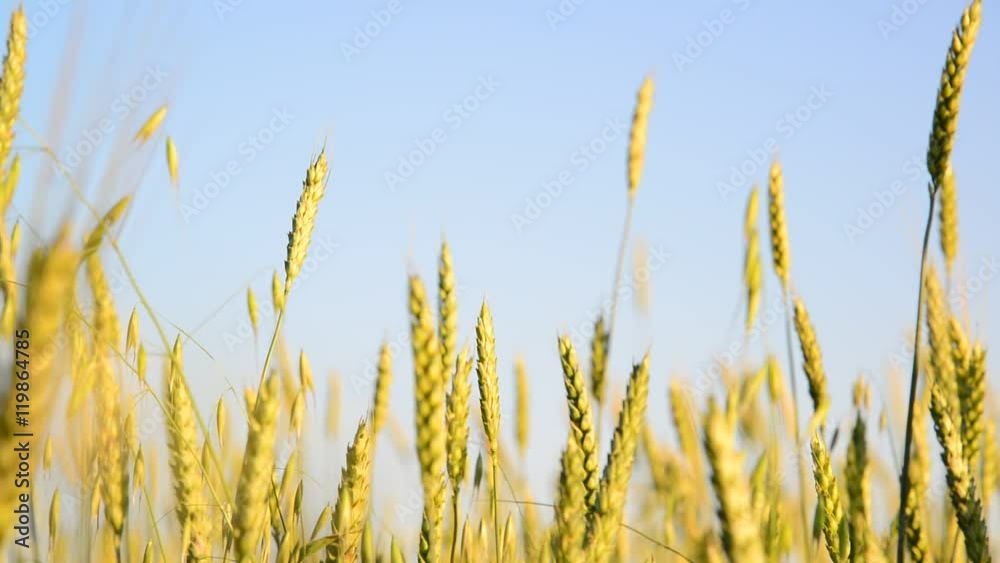 Field of young wheat Close-up on sunset