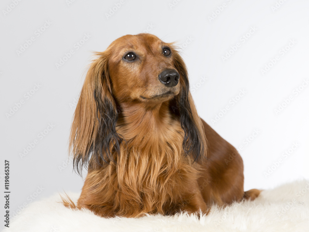 Wiener dog portrait. The dog is also known as a dachshund. Image taken ...