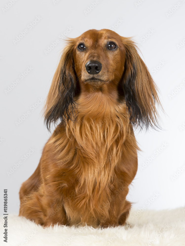 Wiener dog portrait. The dog is also known as a dachshund. Image taken in a studio.