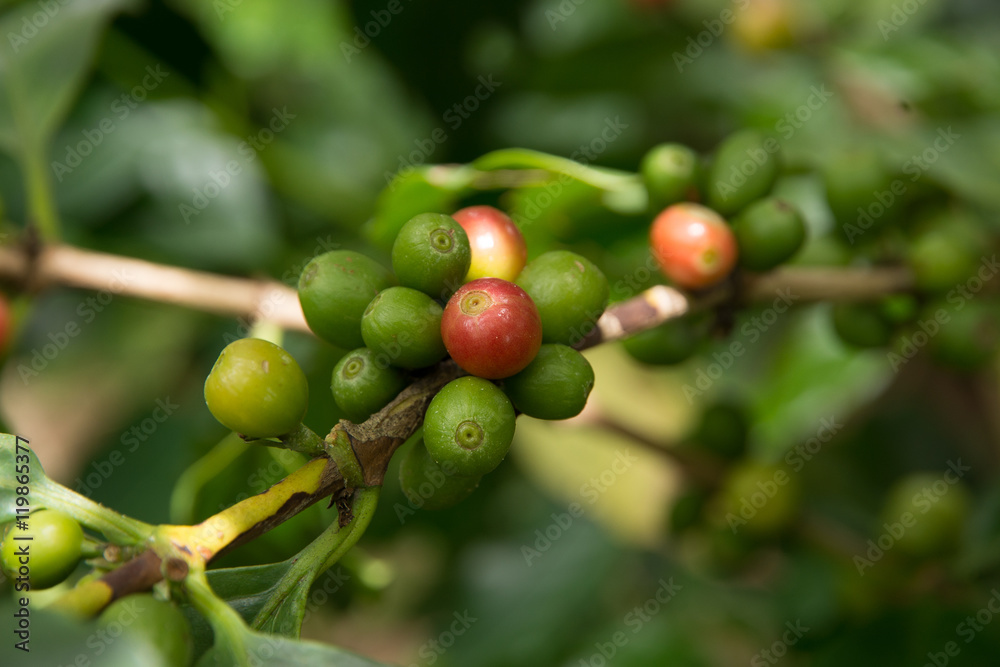 Red, green coffee beans on the branch Red, green coffee beans on the branch