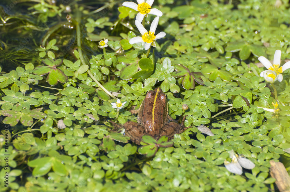 Perezi frog, Pelophylax perezi, in a pond. Photo taken in Toledo Mountains, Ciudad Real Province, Spain Perezi frog, Pelophylax perezi, in a pond. Photo taken in Toledo Mountains, Ciudad Real Province, Spain