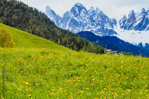 Alpine meadow in the spring sunshine. © gkrphoto
