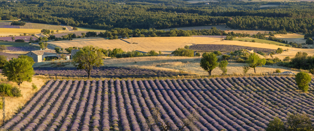 lavender field in gold lights in France