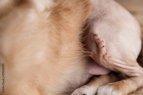 Foto Operating wound on abdomen by dog