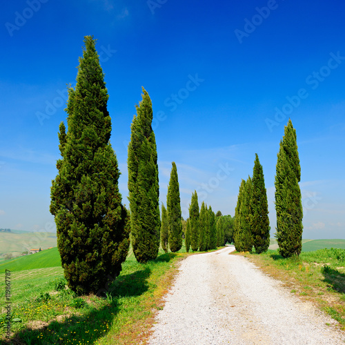 Avenue of Cypress Trees, Tuscany, Italy
