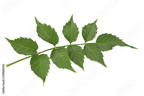 Trumpet creeper leaf on white