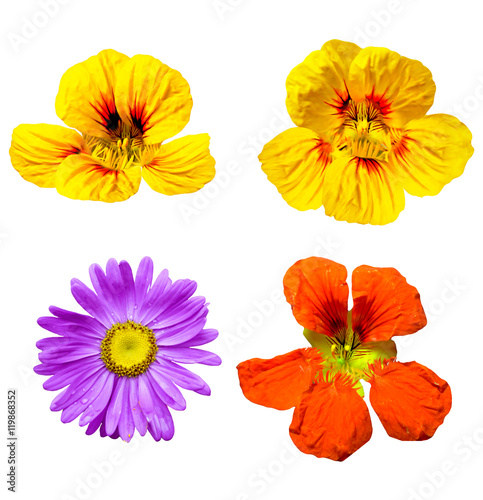colorful bright flowers isolated on white background