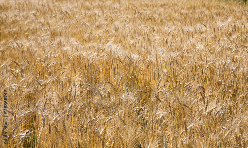 Golden wheat field, harvest and farming Golden wheat field, harvest and farming