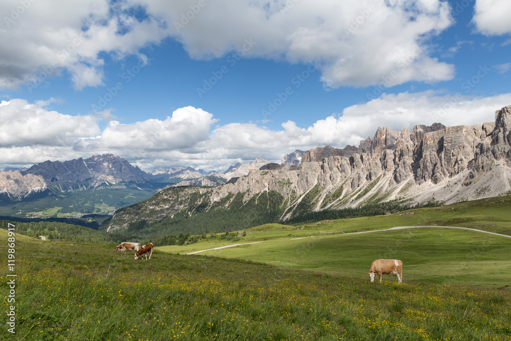 cows in the Alpine mountains