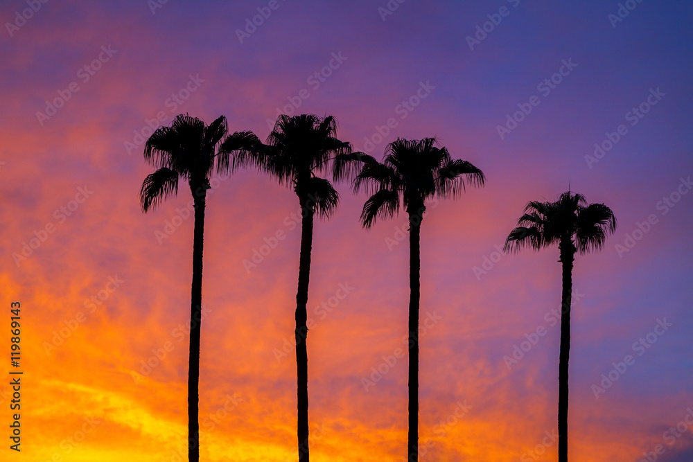 Silhouette of Four Palm Trees