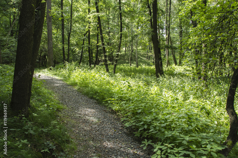 Fototapeta premium Rocky trail into the woods.