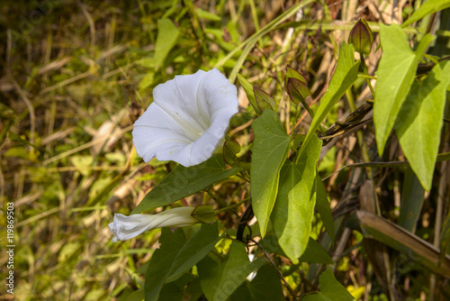 White Calystegia also called Bindweed or Morning Glory, under the summer sun