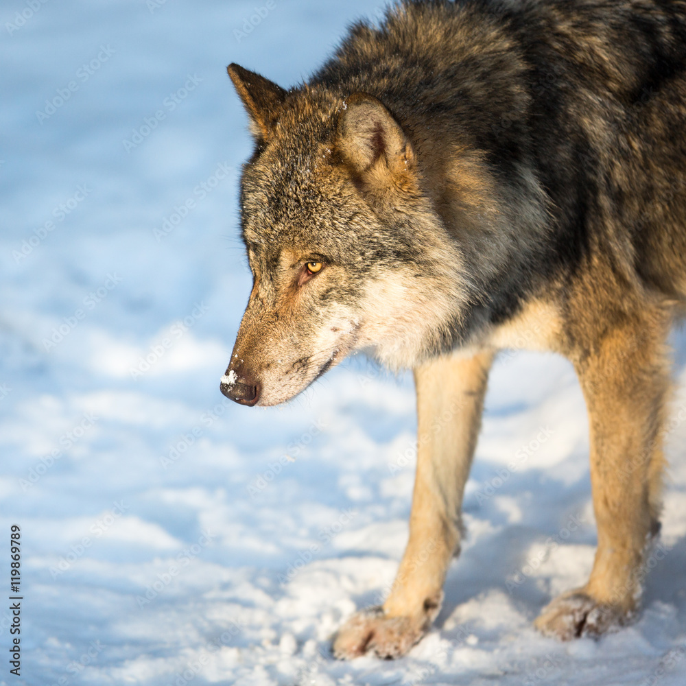 Gray/Eurasian wolf (Canis lupus)