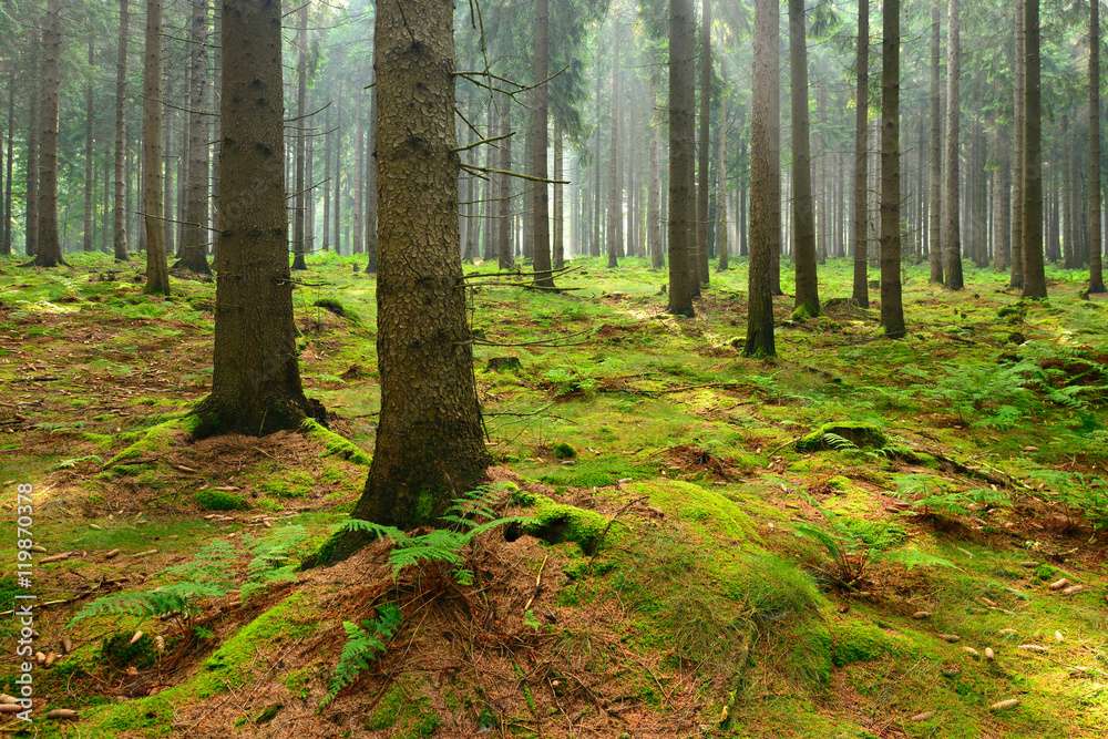 Fototapeta premium Spruce Tree Forest, Sunbeams through Fog illuminating Moss and Fern Covered Forest Floor, Creating a Mystic Atmosphere