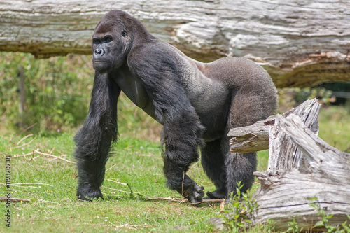 Gorille male - Gorilla - en gros plan  © guitou60