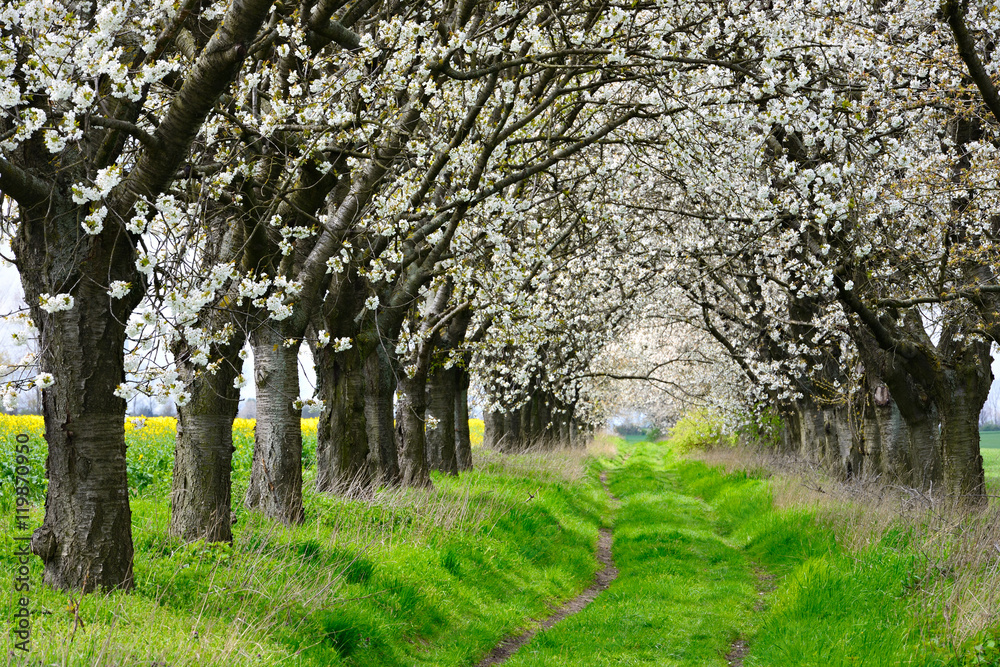 Farm Track through Avenue with Cherry Trees in Full Bloom Farm Track through Avenue with Cherry Trees in Full Bloom