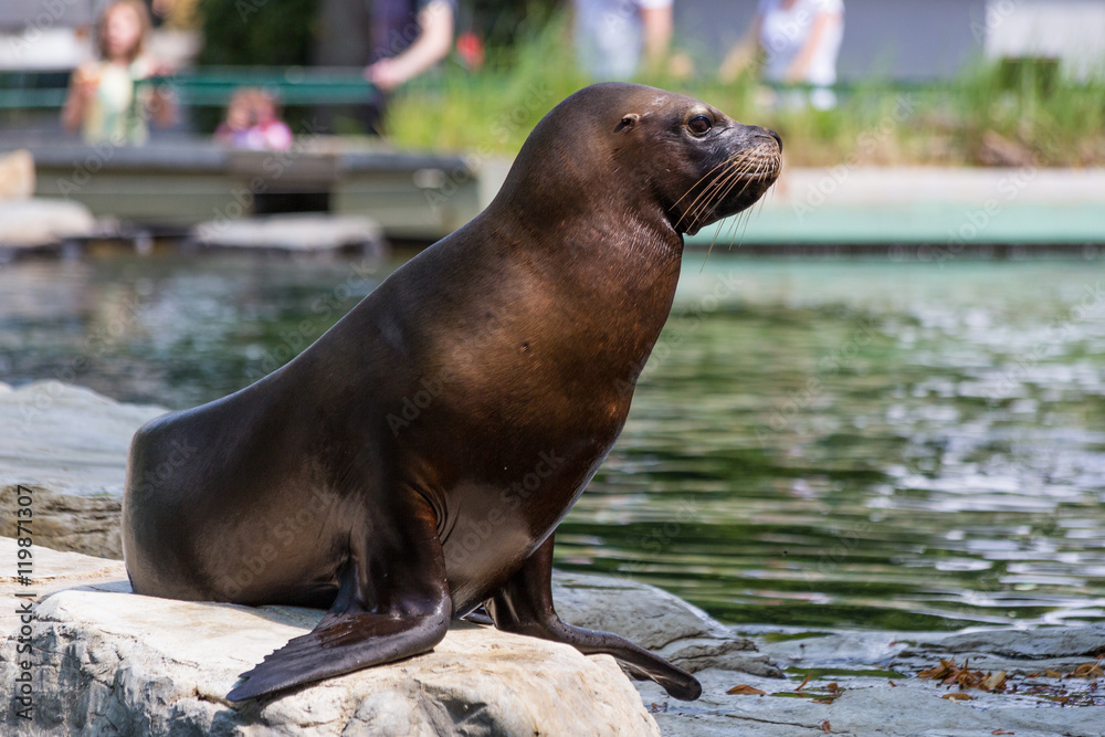 Fototapeta premium Eared seal or otariid mammal on a rock