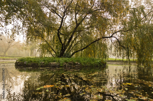 Fototapeta Naklejka Na Ścianę i Meble -  Tree with fallen leaves in a small lake, autumn in Topcider park, Belgrade, Serbia