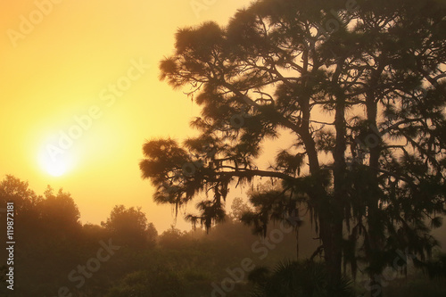 Sunrise on a foggy morning at Corkscrew Swamp Sanctuary  Florida